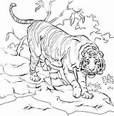 Siberian Tiger Coloring Pages Getcolorings Color sketch template