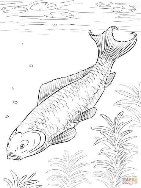 koi fish coloring page  printable coloring pages