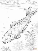Koi Fish Coloring Pages Printable Drawing Step Dot sketch template