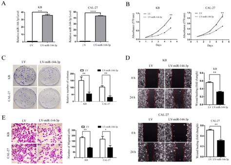 ectopic expression of mir 144 3p inhibits oscc cell growth migration