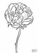 Peony Coloring Pages Flowers Drawing Chinese Printable Color Getcolorings Getdrawings Categories sketch template