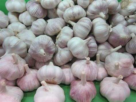 harvest fresh pure white garlic  sale buy garlicfresh garlic