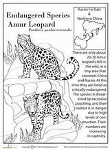Leopard Amur Coloring Animals Worksheets Endangered Species Worksheet Extinct Education Pages Activities Grade Colouring Template Cat Life Animal Rare Big sketch template