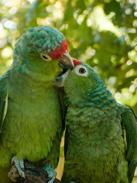 conure parrots birds pinterest amor parrots