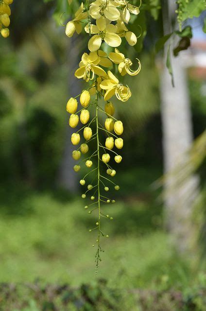 indian laburnum or amaltas the species is native to the indian subcontinent also known as the