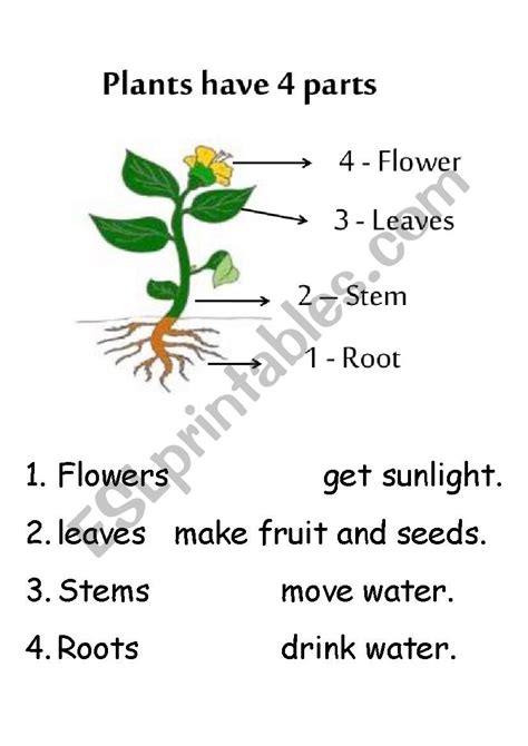 plant parts  functions worksheet