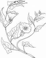 Coloring Bindweed Morning Glory Pages Para Desenho Desenhos Colorir Flower Floral Flores Drawing Folhas Flor Embroidery Pintura Em Flowers Clipart sketch template