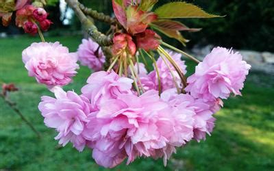 prunus kiku shidare zakura japanese flowering cherry tree  sale