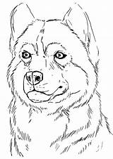 Husky Coloring Pages Adults Print Wonder sketch template