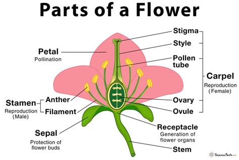 parts   flower  structure  functions  diagram   parts   flower