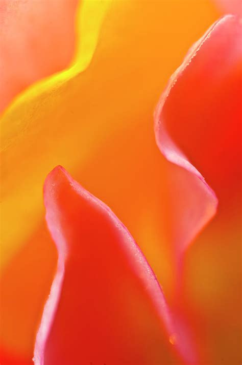 abstract detail  flower petals photograph  jaynes gallery fine