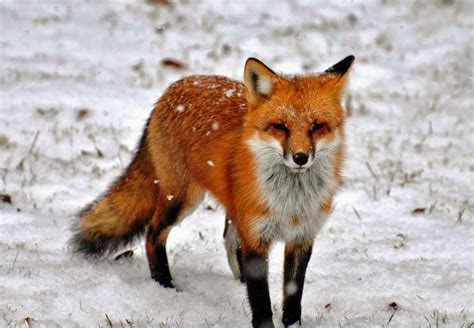 north american red fox animals interesting facts latest pictures