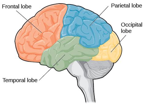 lobes   brain general psychology