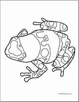 Frog Dart Poison Coloring Clipart Pages Clip Frogs Banded Yellow Clipground Getcolorings Getdrawings sketch template