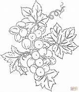 Coloring Grape Grapes Pages Printable Patterns Supercoloring Embroidery Colouring Painting Color Drawing Fruits Vines Crafts Sheets Bible Vine Pattern Food sketch template