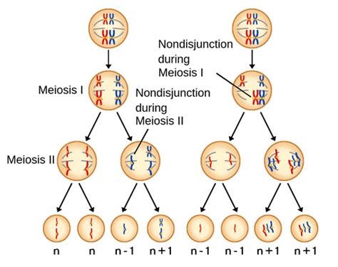 Nondisjunction In Meiosis