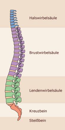 wirbelsaeule allgemein