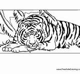 Tiger Coloring Resting Pages Surfnetkids Five Top sketch template