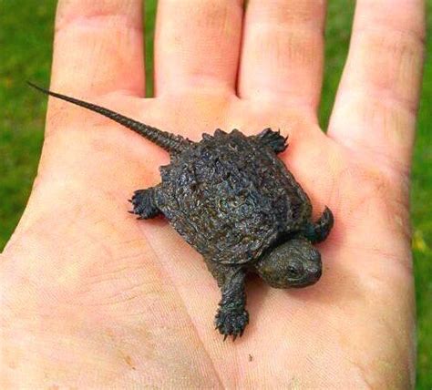 baby snapping turtle  nephew caught cute    pinterest