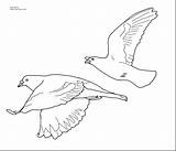Flying Bird Drawing Coloring Pigeon Pages Printable Outline Line Draw Template Kids Seagulls Pigeons Birds Drawings Colouring Simple Easy Color sketch template