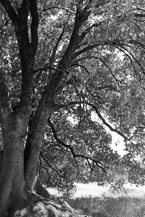 tree black  white photograph  sierra vance fine art america