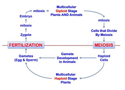 reproduction meiosis and fertilization