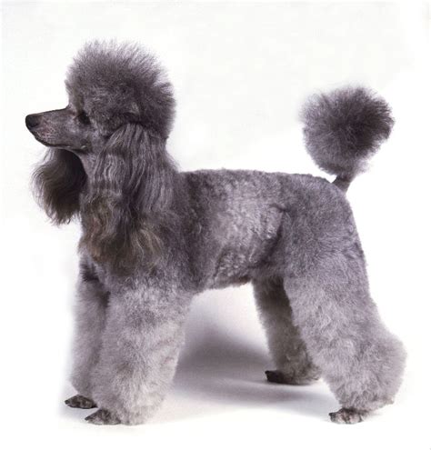 poodle pets dog fun animals wiki  pictures stories