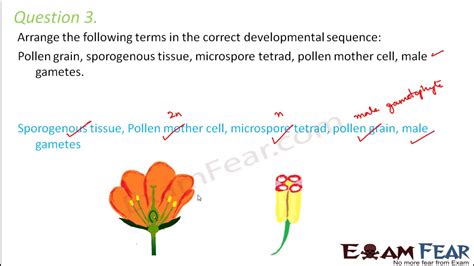 Biology Sexual Reproduction In Plants Part 21 Questions