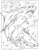 Coloring Pages Kids Shark National Geographic Color Animals Printable Basking Colouring Animal Book School Books Ocean Print Comments Adult Getcolorings sketch template