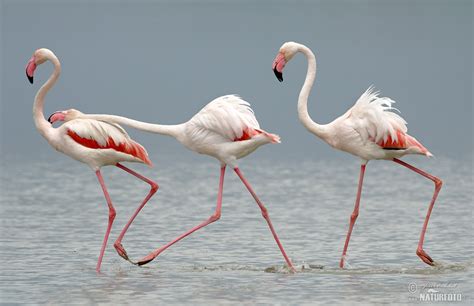 flamingo bilder flamingo fotos naturfoto