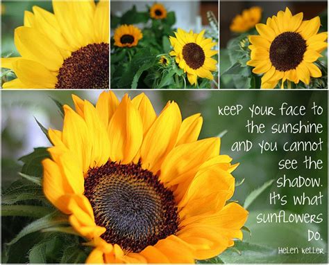 sunflower birthday quotes quotesgram