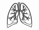Lungs Drawing Clipartmag Coloring sketch template