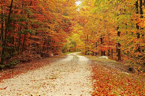 arrivato lautunno foto immagini paesaggi boschi  foreste autunno alberi colori