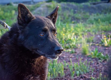 gratis afbeeldingen zwarte hond  shelter portret huisdier hond zoogdier gewerveld