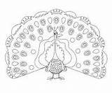 Peafowl Outline Peacock sketch template