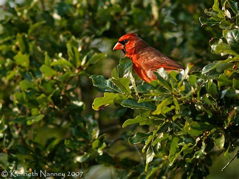 cardinal  northern cardinal cardinalis cardinalis arthu flickr