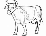 Cow Drawing Coloring Outline Animals Drawings Cute Animal Kids Draw Pages Colour Carabao Clipart Sheet Wallpaper Beautiful Cows Color Printable sketch template