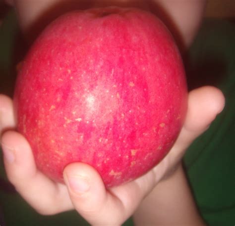mommie   grapple fruit review
