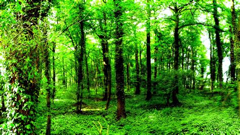 forest green backgrounds wallpaper cave