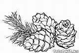 Pine Coloring Cone Pages Cones Drawing Colorkid Printable Gif sketch template