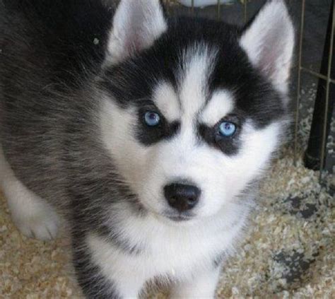alaskan husky puppies  blue eyes zoe fans blog cute baby animals pinterest blue