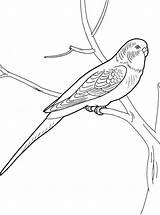 Budgie Parakeet Sheets sketch template