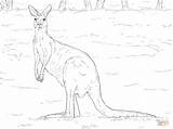 Coloring Pages Kangaroo Western Grey Cute Drawing Supercoloring Printable Kangaroos Comments sketch template