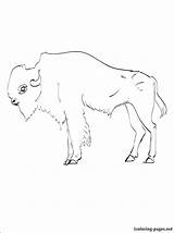 Buffalo Coloring Pages Water Headdress Indian Cape Getcolorings Getdrawings Print Color Colorings sketch template
