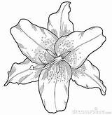 Flower Drawing Coloring Lilies Pages Line Tattoo Lirio Dreamstime Thumbs sketch template