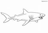 Hai Shark Haie Tiere Malvorlage Sharks Colomio sketch template