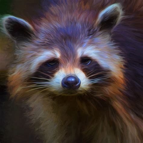 Raccoon Photograph By Cindy Grundsten Fine Art America