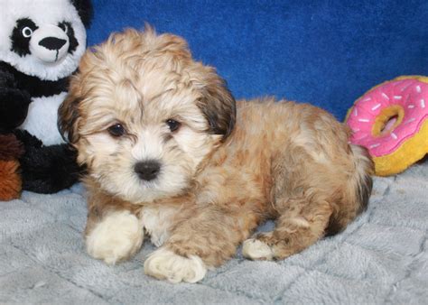 teddy bear puppies for sale long island puppies