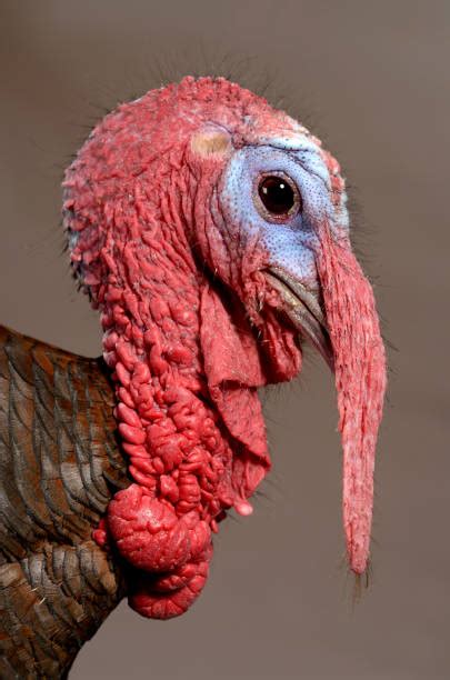 royalty  turkey head pictures images  stock  istock