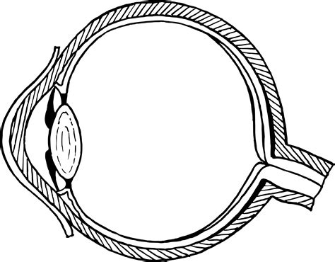 unlabeled eye diagram clipart